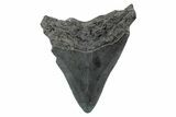 Serrated, Fossil Megalodon Tooth - South Carolina #362192-1
